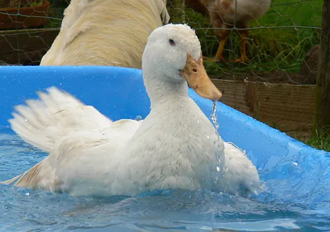 Farm Products in Newport Animal footbath