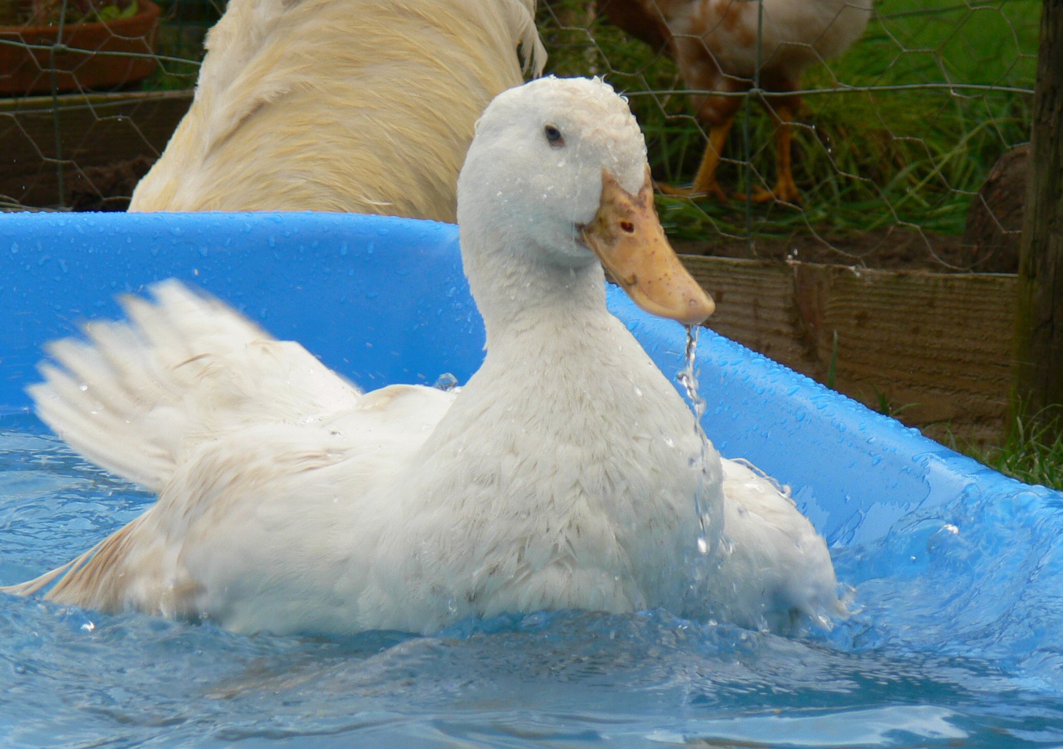 Farming Equipment in Telford Animal footbath