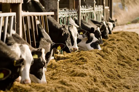 Farming equipment Near Me Nigel Farr Farm Services Pig Feeding Concrete Trough
