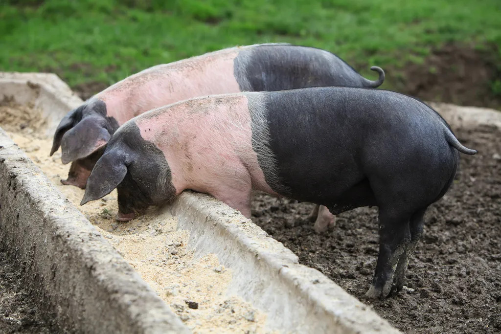 farm products in Shropshire Nigel Farr Farm Services Pig Feeding Concrete Trough