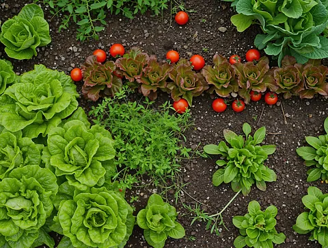 Allotment Nigel Farr Farm Services Livestock handling equipment