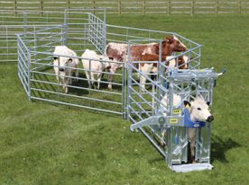 calf cage