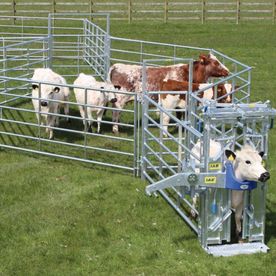 calf cage