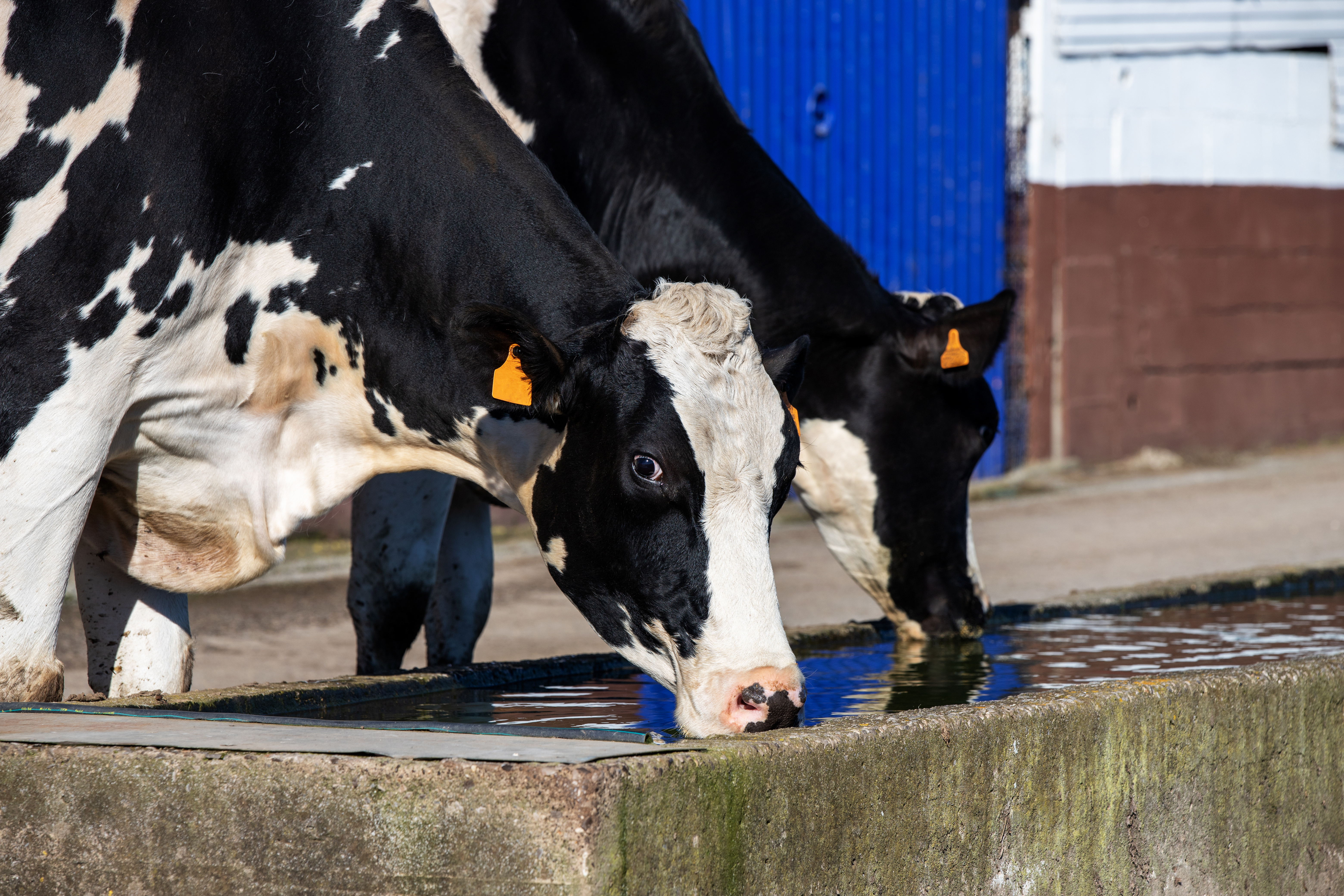 Animal Feed Shop Near Me Nigel Farr Farm Services Cattle Feed