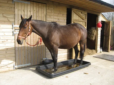Farming Equipment Near Me Horse