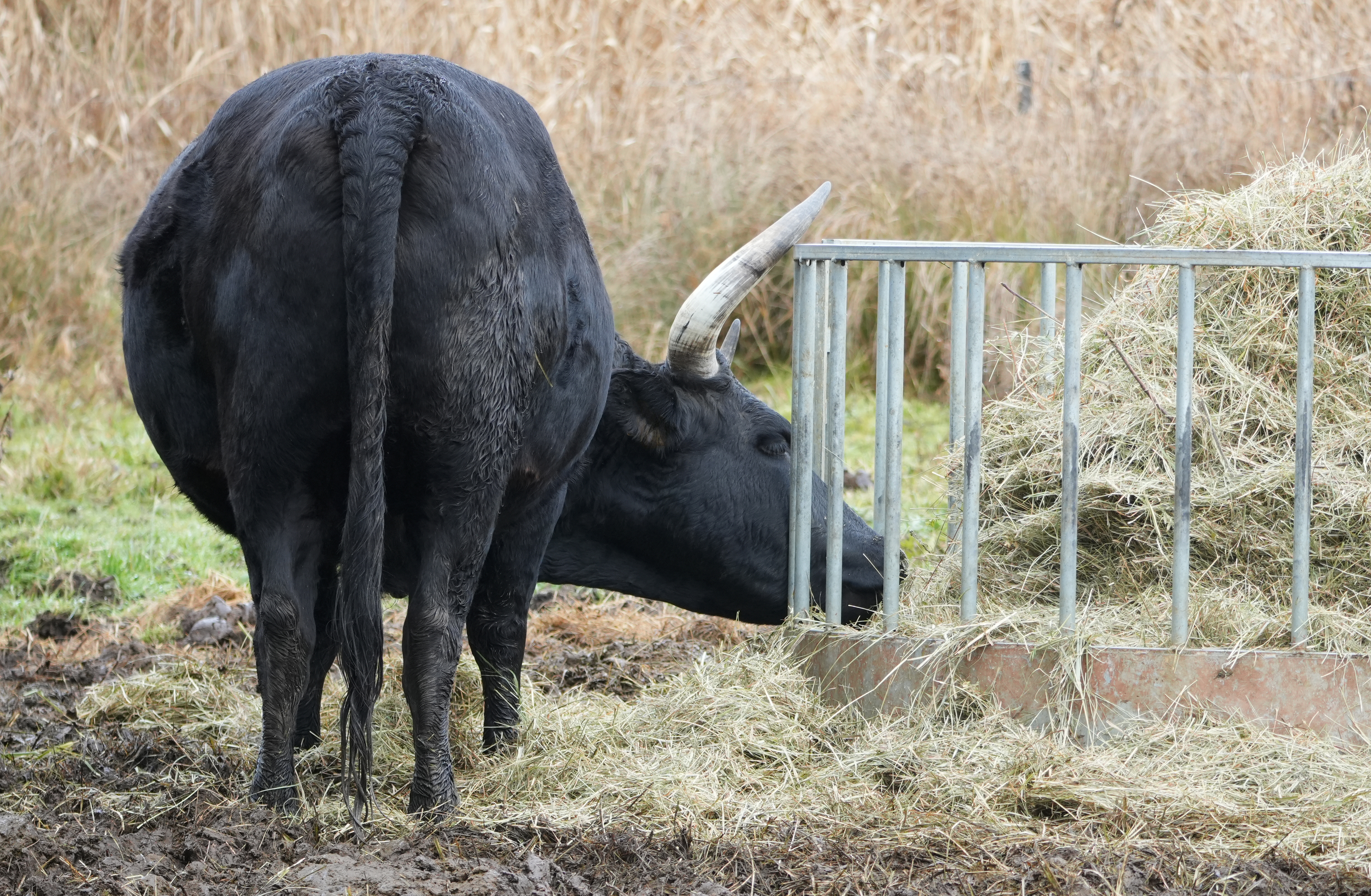 cattle feeding equipment | Nigel Farr Farm Services | Livestock feeding troughs