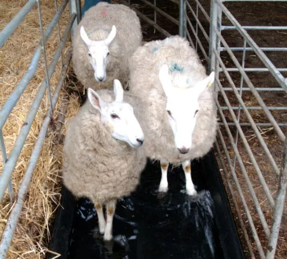 Farm Products in Shropshire Nigel Farr Farm Services Sheep Fencing